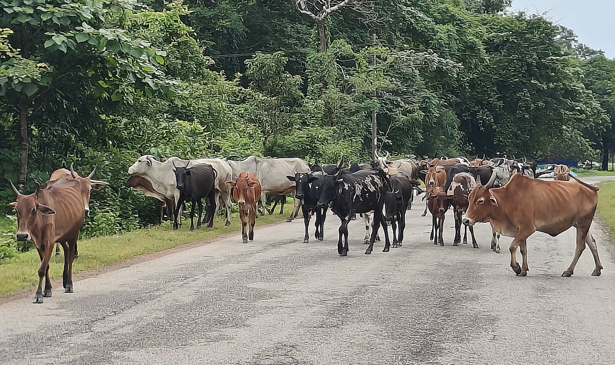 ಕಾರವಾರ: ಬಿಡಾಡಿ ದನ ಕಾಲುಬಾಯಿ ರೋಗ ಲಸಿಕೆ ವಂಚಿತ?