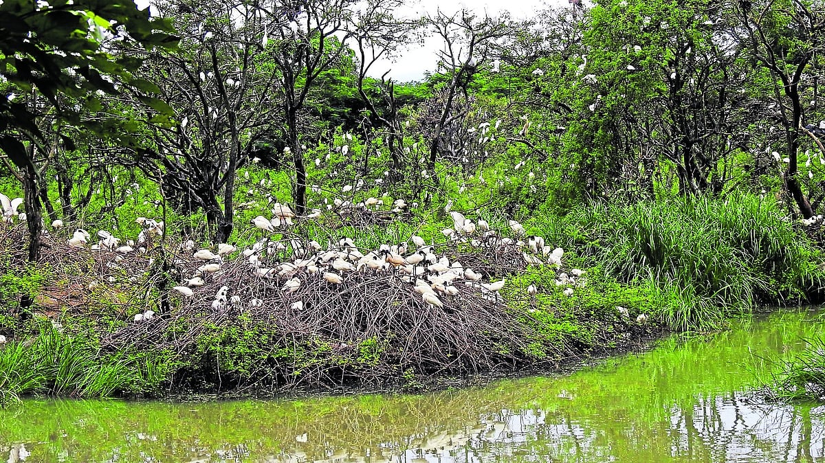 ಗುಡವಿ | ಪಕ್ಷಿಗಳ ಪ್ರಸೂತಿಗೃಹ