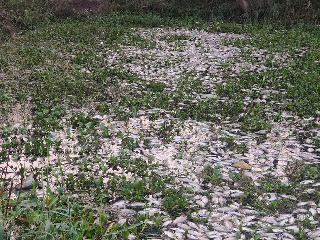 ವರ್ತೂರು ಕೆರೆ: ಸಾವಿರಾರು ಮೀನುಗಳ ಸಾವು
