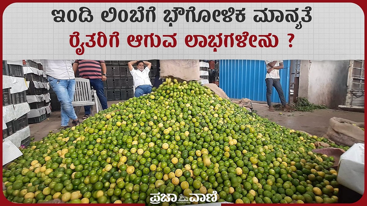 Video | ‘ಇಂಡಿ ಲಿಂಬೆ’ಗೆ ಭೌಗೋಳಿಕ ಮಾನ್ಯತೆ: ರೈತರಿಗೆ ಆಗುವ ಲಾಭಗಳೇನು? 