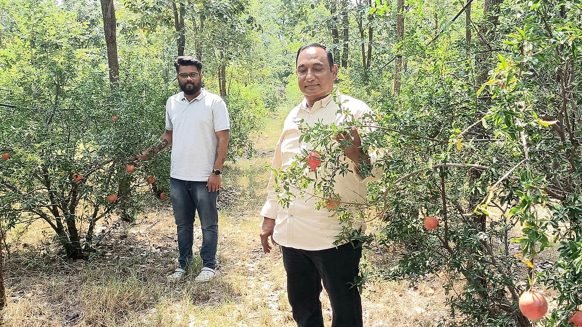 ಮುದ್ದೇಬಿಹಾಳ: ಹುಲುಸಾಗಿ ಬೆಳೆದ ವಿದೇಶಿ ದಾಳಿಂಬೆ ಹಣ್ಣಿನ ಗಿಡಗಳು