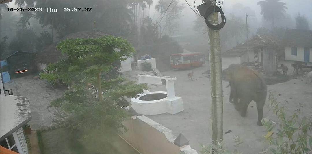 ಕೊಪ್ಪ: ಕಾಡಾನೆ ಸಂಚಾರ: ಗ್ರಾಮಸ್ಥರಲ್ಲಿ ಆತಂಕ