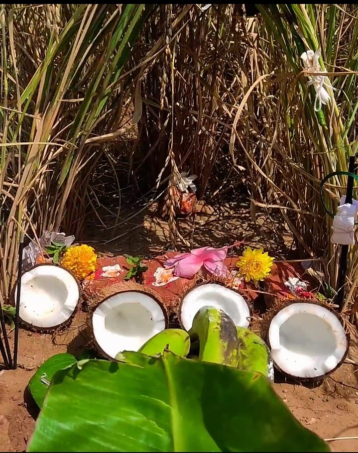 ರೈತರ ಹಬ್ಬ ಸೀಗೆ ಹುಣ್ಣಿಮೆ: ತಡಸದಲ್ಲಿ ಭೂತಾಯಿಗೆ ವಿಶೇಷ ಪೂಜೆ