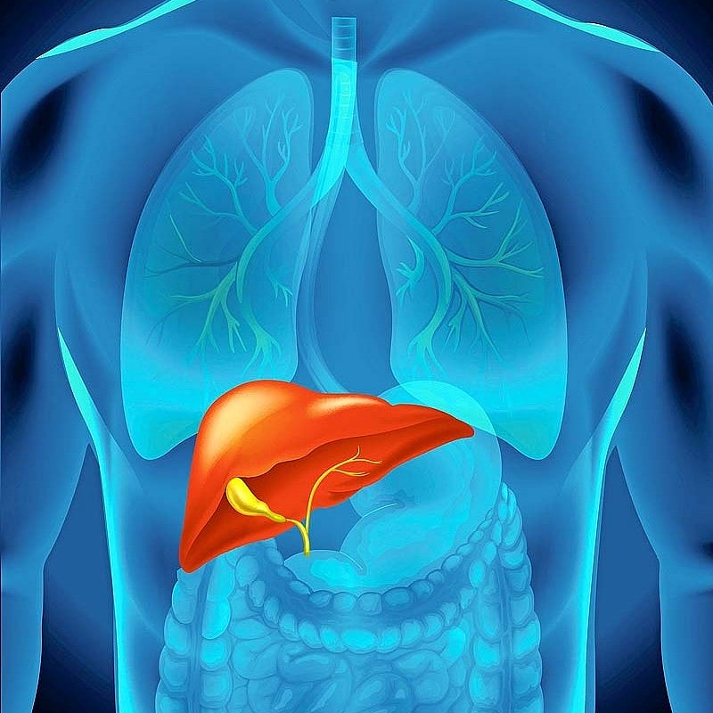 World Liver Day | ನಿಮ್ಮ ಯಕೃತ್ ಆರೋಗ್ಯ ಕಾಪಾಡಿಕೊಳ್ಳಲು ಈ ಸಲಹೆಗಳನ್ನು ಪಾಲಿಸಿ