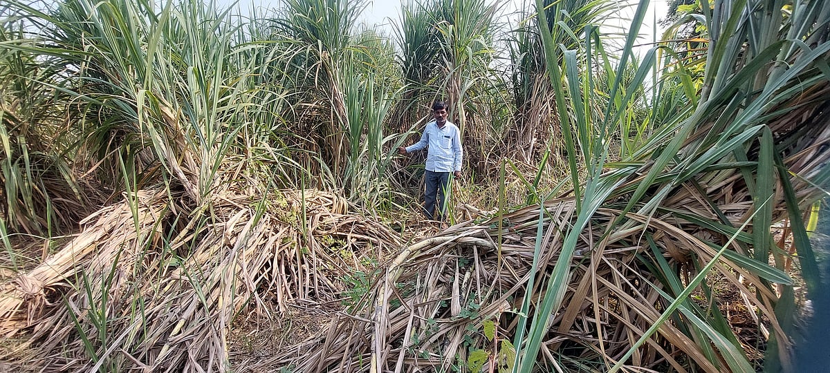 ಚಿಂಚೋಳಿ | ದೇಗಲಮಡಿ: ಆಳೆತ್ತರ ಬೆಳೆದ ಕಬ್ಬು