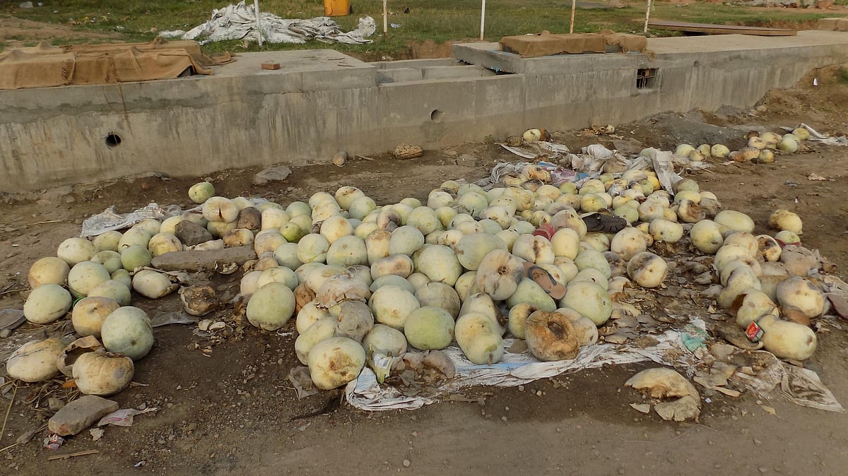 ಬೆಲೆ ಕುಸಿತ: ಹೊಲಕ್ಕೆ ಹೊರೆಯಾದ ಬೂದುಕುಂಬಳ