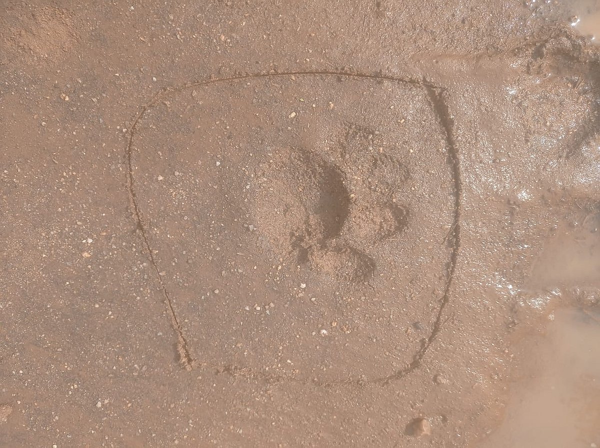 ಹುಲಿ ಸಮೀಕ್ಷೆ: ಇಂದಿನಿಂದ ಹೆಜ್ಜೆ ಗುರುತು ಸಂಗ್ರಹ