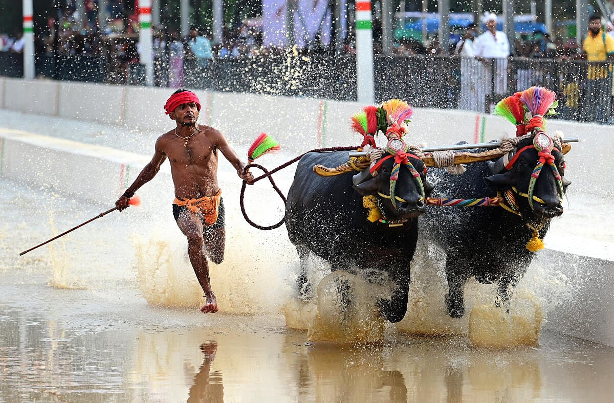 ಅಕ್ರಮ ಫ್ಲೆಕ್ಸ್‌, ಬ್ಯಾನರ್‌ ಅಳವಡಿಕೆ: ಬೆಂಗಳೂರು ಕಂಬಳ ಆಯೋಜಕರ ವಿರುದ್ಧ ಪ್ರಕರಣ