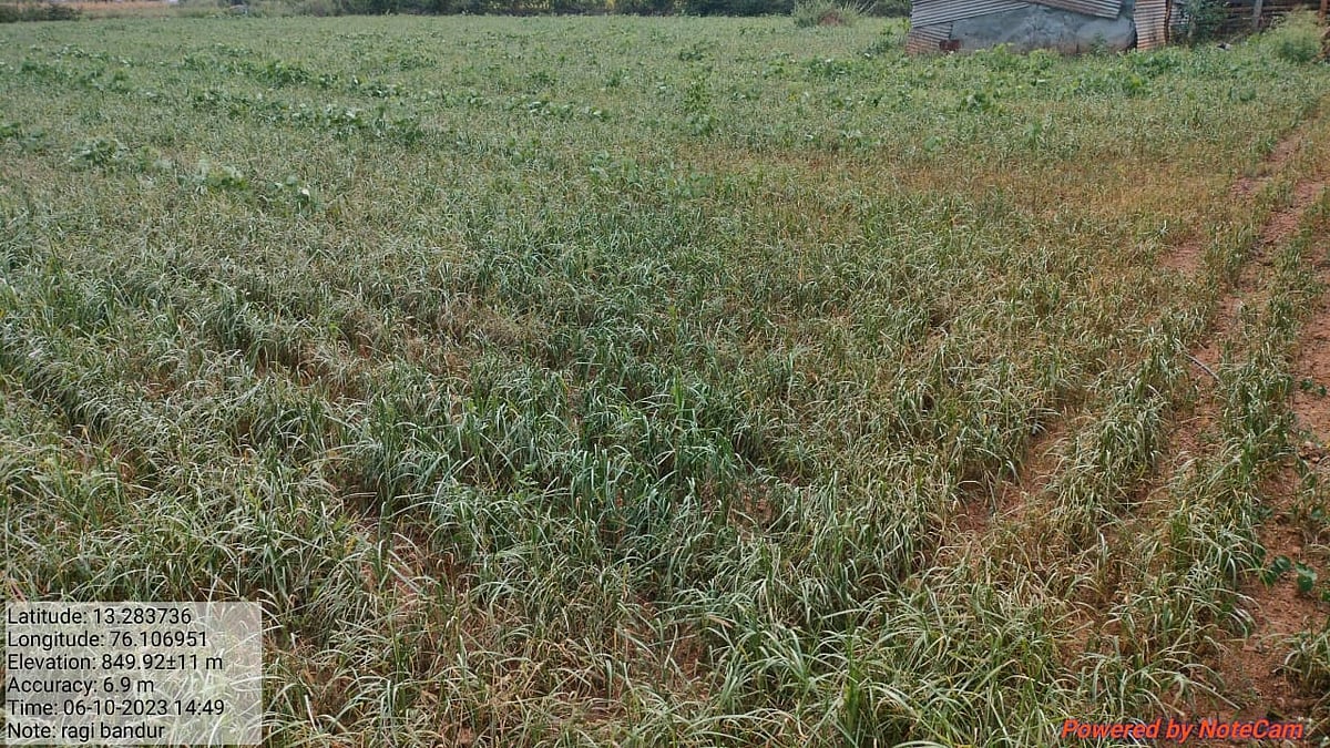 ಅರಸೀಕೆರೆ | ಬರದ ಹೊಡೆತಕ್ಕೆ ಬರಿದಾದ ರಾಗಿ ಕಣಜ