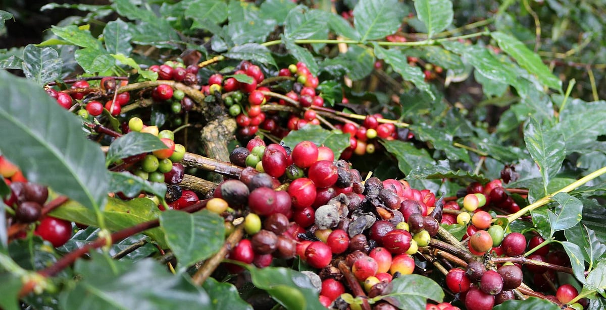 ಹಳೆ ಕಾಫಿಗೆ ಬೇಡಿಕೆ ಕುಸಿತ: ಆಘಾತ ತಂದ ಏಜೆನ್ಸಿಗಳ ನಿರ್ಧಾರ 