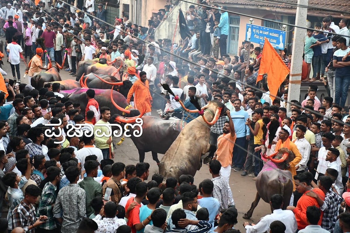 PHOTOS | ಬೆಳಗಾವಿ: ಕಣ್ಮನ ಸೆಳೆದ ಎಮ್ಮೆಗಳ ಓಟದ ಸ್ಪರ್ಧೆ