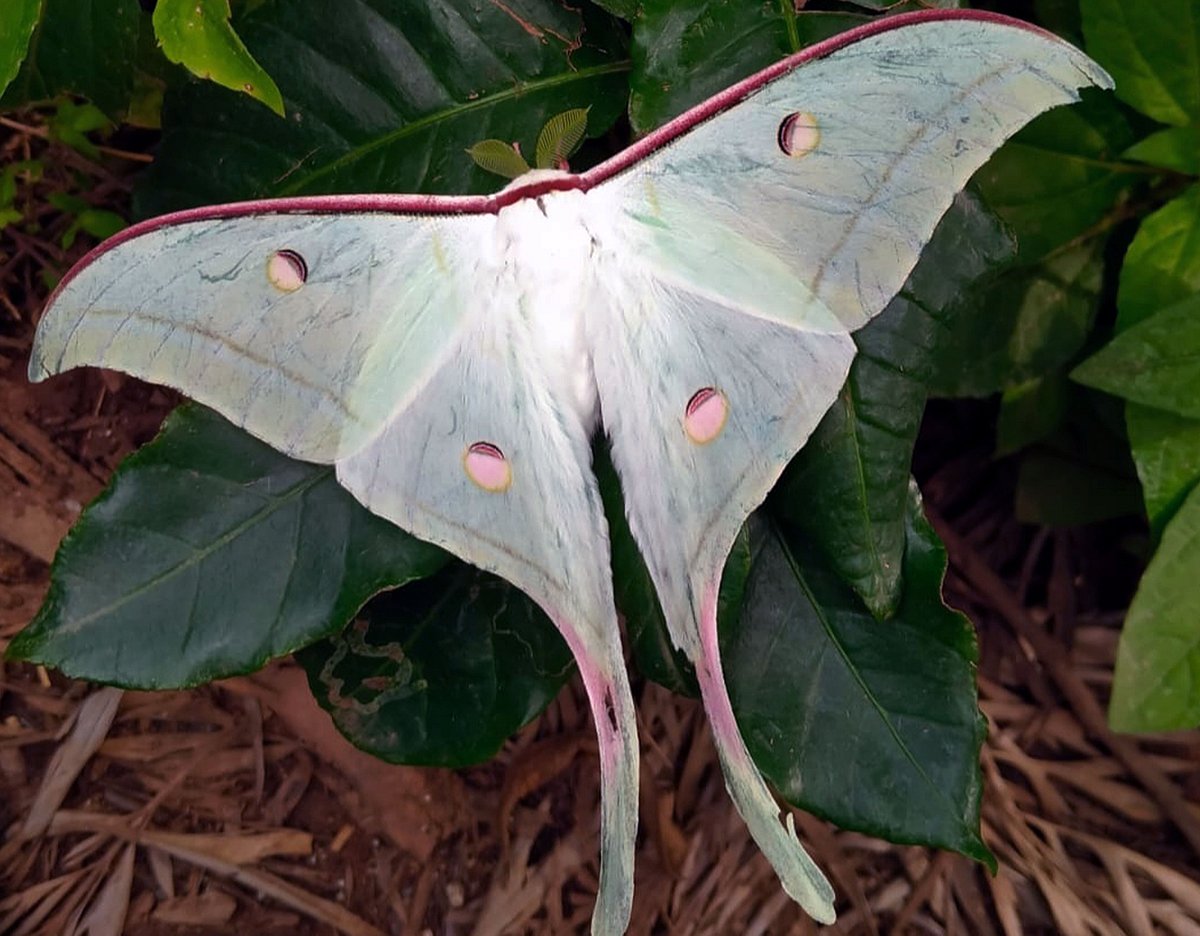 ಯಳಂದೂರು | ಬಾರದ ವರುಣ: ಕಾಣದಾದ ಚಿಟ್ಟೆ ದಿಬ್ಬಣ!