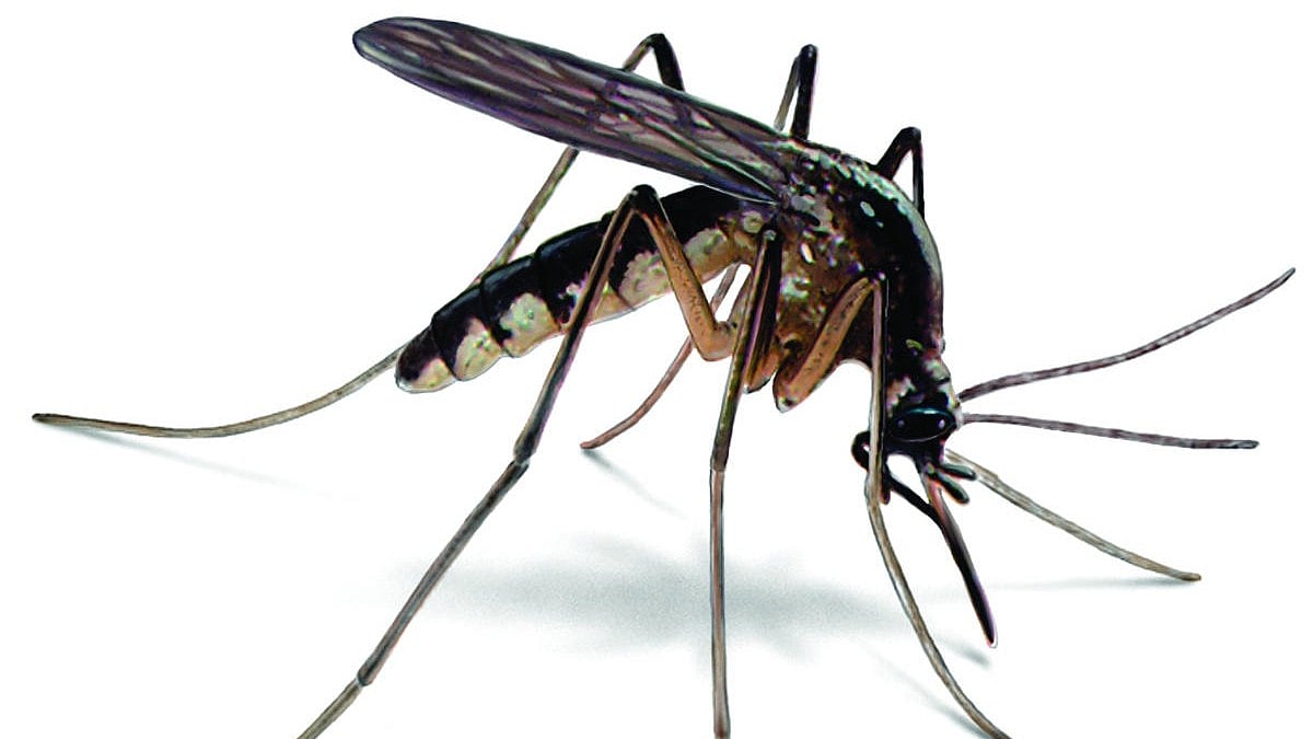 ಝಿಕಾ ವೈರಸ್ ಪತ್ತೆ:  ಶಿಡ್ಲಘಟ್ಟ ತಾಲ್ಲೂಕಿನ ವಿವಿಧ ಗ್ರಾಮಗಳಲ್ಲಿ ಪರೀಕ್ಷೆ