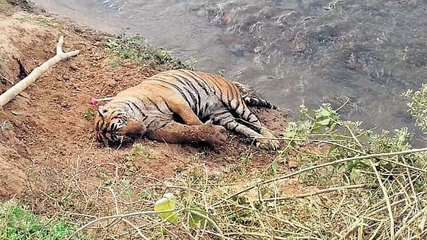 ಉತ್ತರ ಕನ್ನಡ | ಬರ್ಚಿ ಅರಣ್ಯ ವಲಯದಲ್ಲಿ ಹುಲಿ ಸಾವು: ರಾಜ್ಯಕ್ಕೆ NTCA ತರಾಟೆ