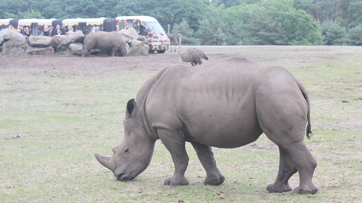 ಪ್ರವಾಸ: ಹೋಡೆನ್ ಹಾಗೆನ್ ಸಫಾರಿ- ವನ್ಯಾಲಯದ ದಿವ್ಯಾನುಭವ..
