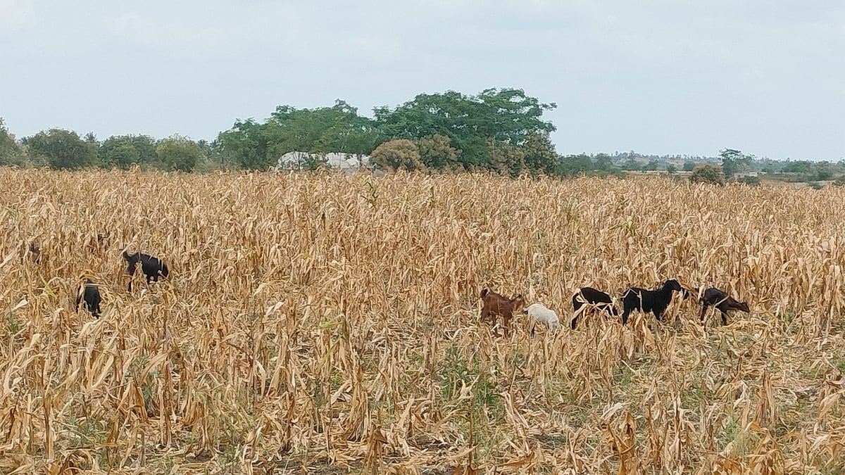 ಲಕ್ಷ್ಮೇಶ್ವರ | ಹಳ್ಳ ಹಿಡಿದ ಹೈನೋದ್ಯಮ