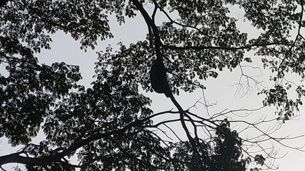 ಸಂಗತ: ಬದುಕಬೇಕು ಹೆಜ್ಜೇನು, ಜೊತೆಗೆ ಮಾನವನೂ