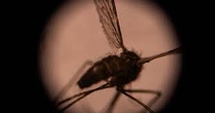 ಝೀಕಾ ವೈರಸ್ | ಎಚ್ಚರಿಕೆ ಇರಲಿ: ಆರೋಗ್ಯಾಧಿಕಾರಿ