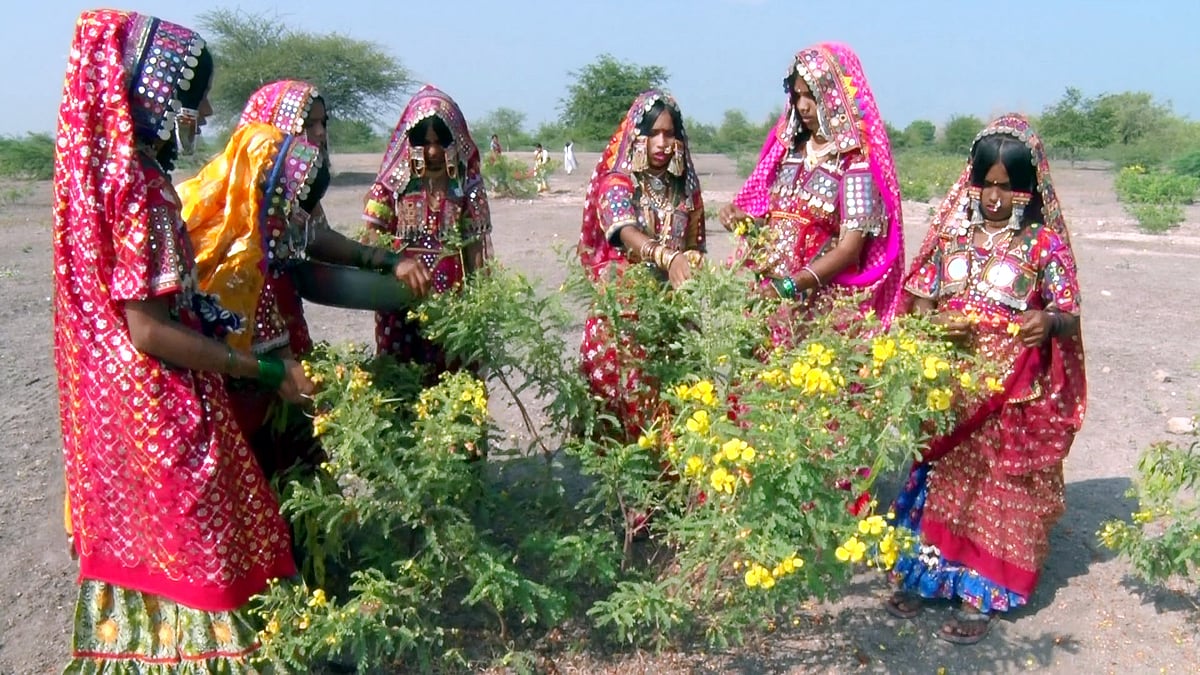 ದೀಪಾವಳಿ | ಪ್ರಕೃತಿಯ ಬಳುವಳಿಗೆ ದವಾಳಿ ದೀವಿಗೆ