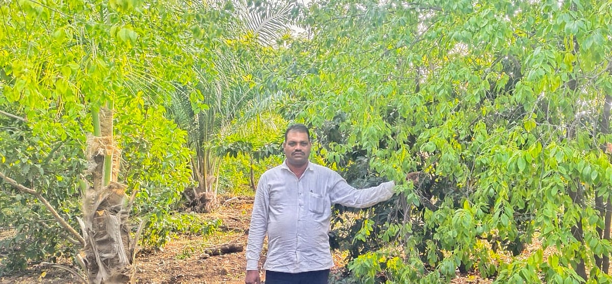 ಹುಲಸೂರ | ಶ್ರೀಗಂಧದಲ್ಲಿ ಉಪ ಬೆಳೆಗಳಿಂದ ಲಾಭ