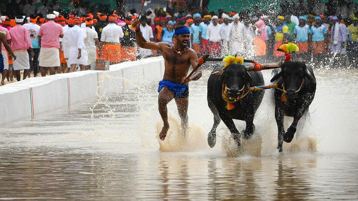 ಪಿಲಿಕುಳ ಕಂಬಳ: ತಜ್ಞರ ಸಮಿತಿ ರಚಿಸಿದ ಜಿಲ್ಲಾಧಿಕಾರಿ 