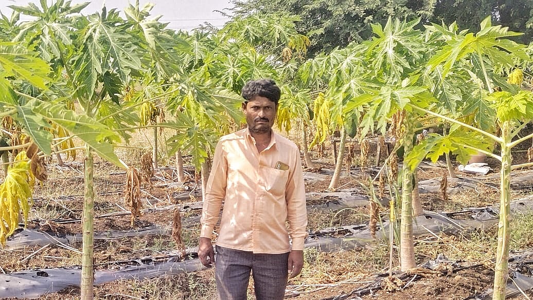 ಹುಲಸೂರ | 11 ತಿಂಗಳಾದರೂ ಕಾಯಿಕಟ್ಟದ ಪಪಾಯಿ: ಸಂಕಷ್ಟದಲ್ಲಿ ಬೆಳೆಗಾರ