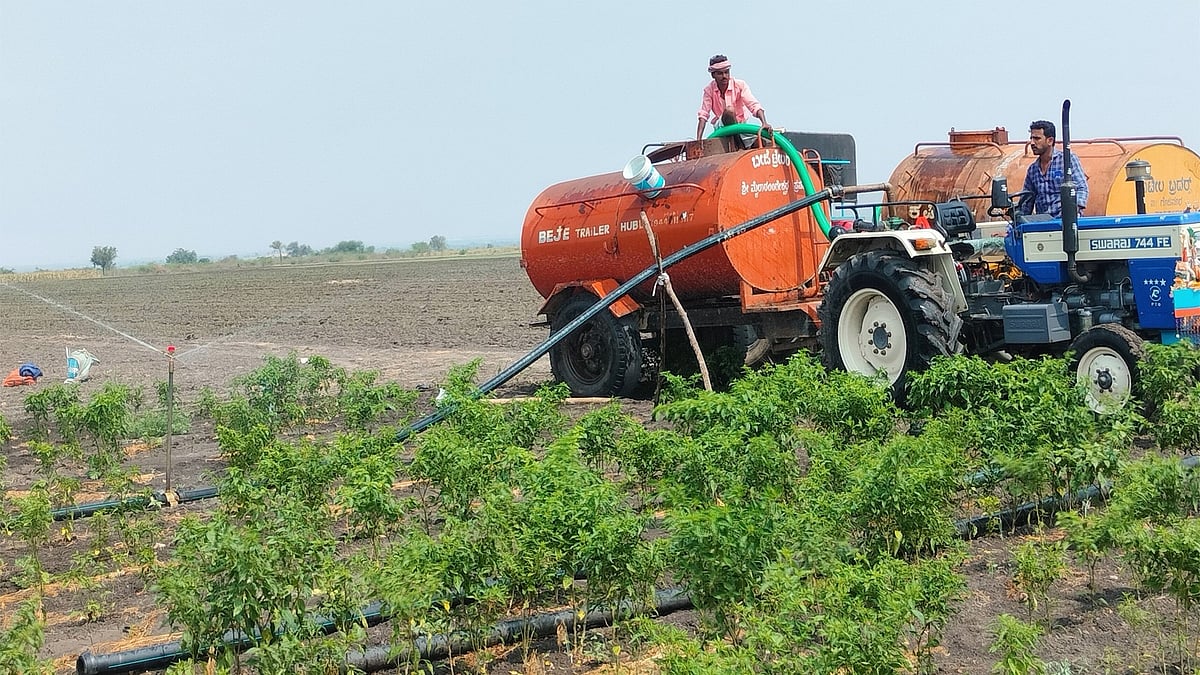 ಲಕ್ಷ್ಮೇಶ್ವರ | ಬರ: ಮುಂಗಾರು, ಹಿಂಗಾರು ಬೆಳೆ ಹಾಳು 