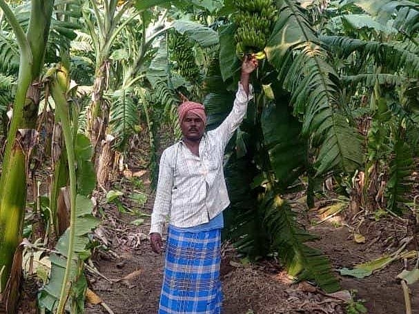 ಗೌರಿಬಿದನೂರು | ಕೃಷಿಯಲ್ಲಿ ಬದುಕು ಬಂಗಾರವಾಗಿಸಿಕೊಂಡ ಹಂಪಸಂದ್ರ ಪುಟ್ಟಣ್ಣ