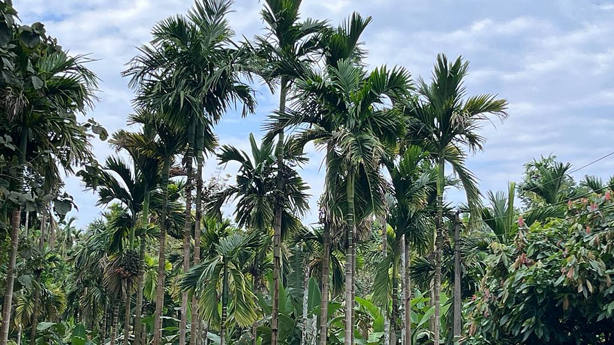 ಮಂಗಳೂರು | ಅಡಿಕೆಗೆ ಎಲೆಚುಕ್ಕಿ ರೋಗ: ಬೆಳೆಗಾರ ಕಂಗಾಲು