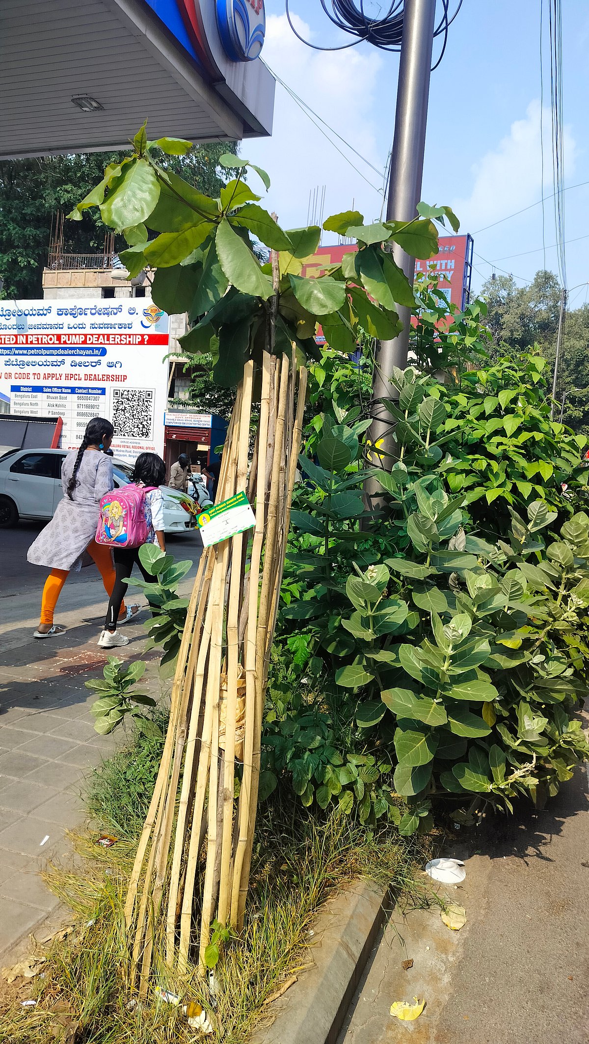 ಬೆಂಗಳೂರು: ಮರ–ಗಿಡಗಳ ಬೆಳವಣಿಗೆಗೆ ಡಿಜಿಟಲ್‌ ನಿಗಾ, ಆ್ಯಪ್‌ ಮೂಲಕ ಮೇಲುಸ್ತುವಾರಿ