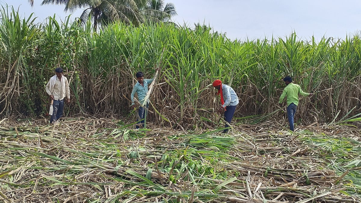 ಬೆಳಗಾವಿ | ಕಮರಿದ ಮಹಾರಾಷ್ಟ್ರ ಕಾರ್ಮಿಕರ ಮಕ್ಕಳ ಅಕ್ಷರದ ಕನಸು!