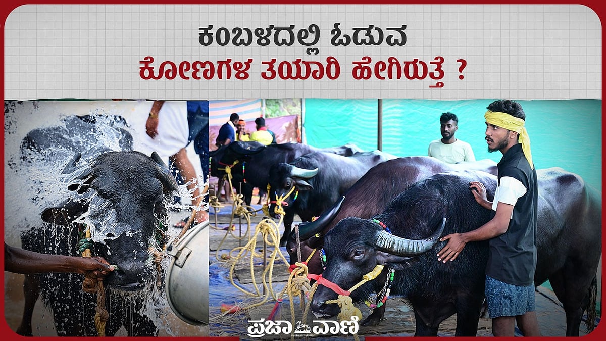 Bengaluru Kambala | ಕಂಬಳದಲ್ಲಿ ಓಡುವ ಕೋಣಗಳ ತಯಾರಿ ಹೇಗಿರುತ್ತೆ?