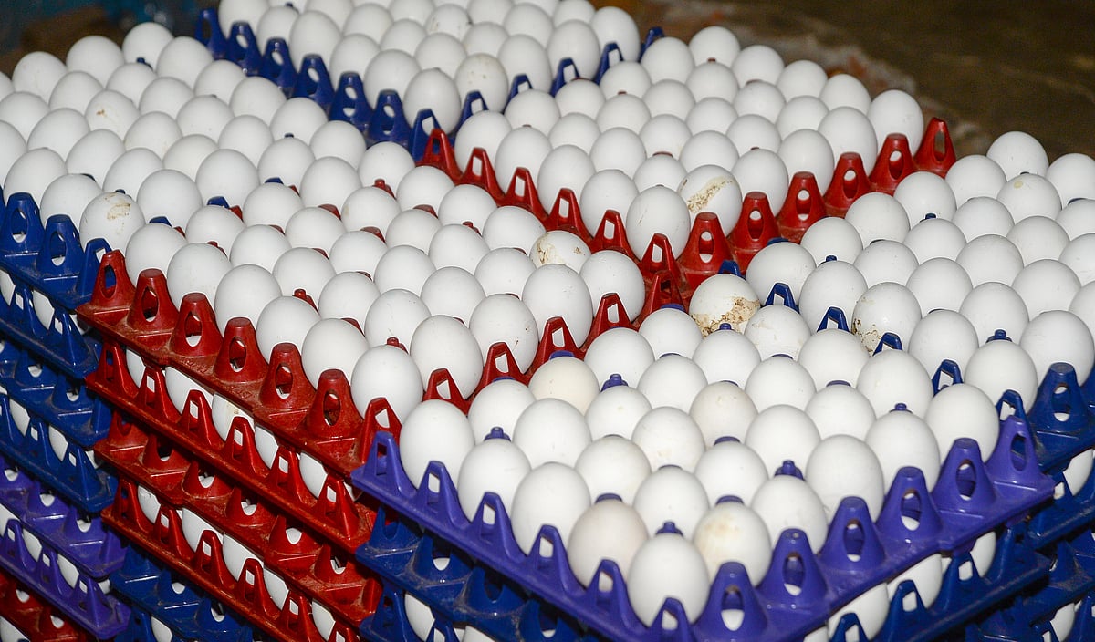 ಮೊಟ್ಟೆ ಧಾರಣೆ ಕುಸಿತ: ಹೆಚ್ಚಿದ ತಾಪಮಾನದಿಂದ ಬಳಕೆ ಕಡಿಮೆ