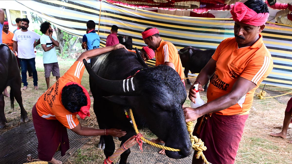Bengaluru Kambala: ಫಲಿತಾಂಶ ನಿರ್ಧಾರಕ್ಕೆ ಲೇಸರ್‌ ಸಿಸ್ಟಂ
