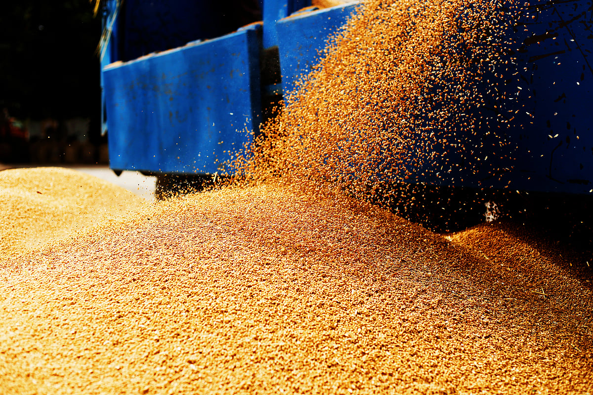 ಹಿಂಗಾರು ಗೋಧಿ ಬಿತ್ತನೆ ಶೇ 5ರಷ್ಟು ಇಳಿಕೆ