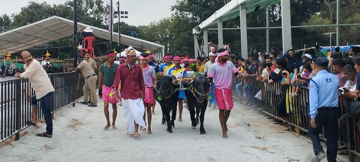 ಬೆಂಗಳೂರು ಕಂಬಳ: ಗಮನ ಸೆಳೆದ ಬೋಳಾರದ ಕೋಣಗಳು