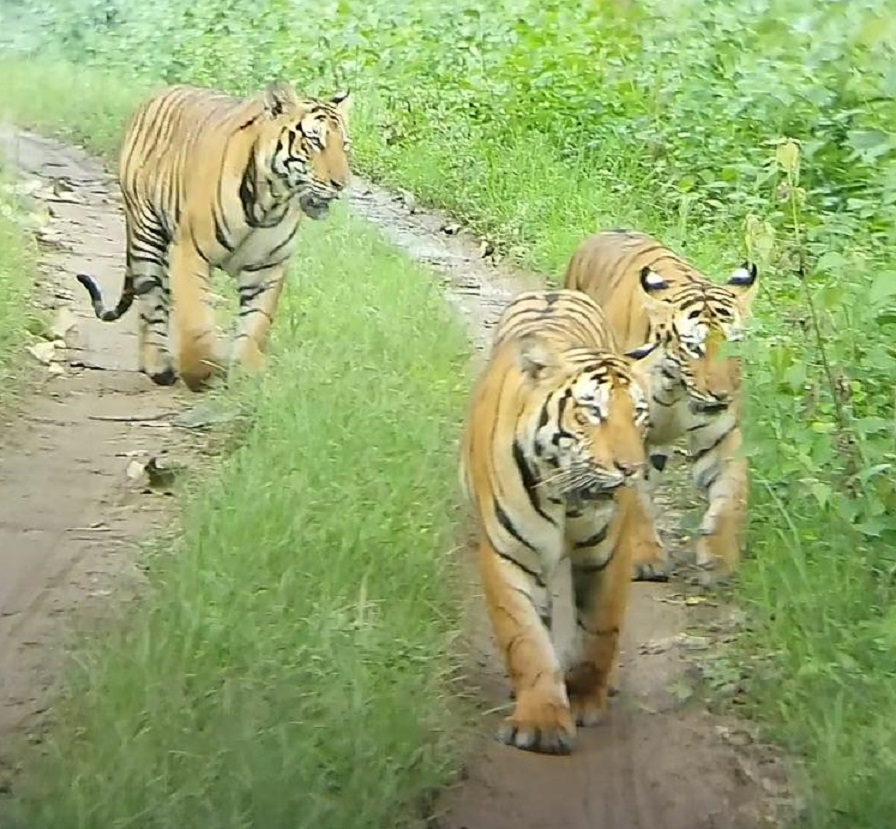 ಬಂಡೀಪುರ ಸಫಾರಿ ವಲಯದಲ್ಲಿ ಪ್ರವಾಸಿಗರಿಗೆ ಕಾಣಸಿಗುತ್ತಿರುವ ಮೂರು ಹುಲಿಗಳು (ಅರಣ್ಯ ಇಲಾಖೆ ಚಿತ್ರ)