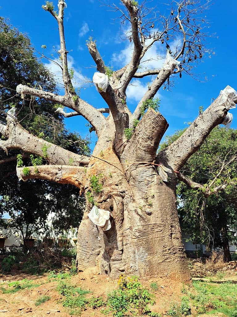 ಸವಣೂರು | ಚಿಗುರೊಡೆದ ದೊಡ್ಡ ಹುಣಸೆಮರ: ಪರಿಸರ ಪ್ರೇಮಿಗಳಲ್ಲಿ ಸಂತಸ 