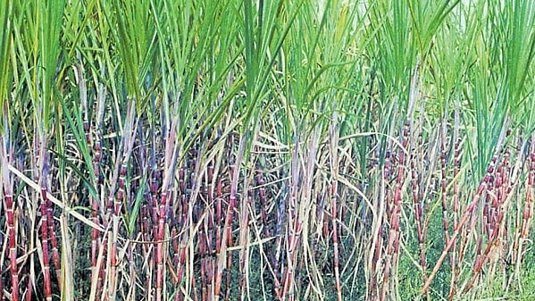 ಹುಕ್ಕೇರಿ | ಹಿರಾ ಶುಗರ್ಸ್: ಟನ್‌ ಕಬ್ಬಿಗೆ ₹3 ಸಾವಿರ ನಿಗದಿ