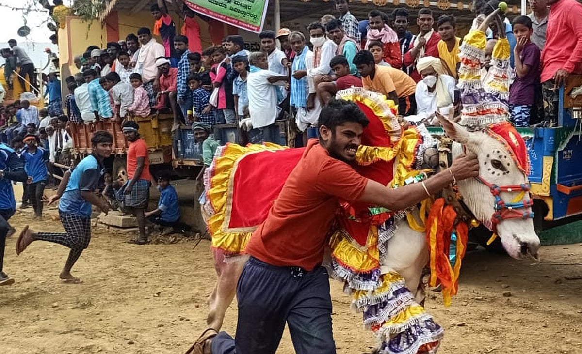 ಗೂಳಿ ಪಳಗಿಸುವ ಹೋರಿ ಹಬ್ಬ ಆಚರಣೆಗೆ ಹೈಕೋರ್ಟ್ ಅಸ್ತು