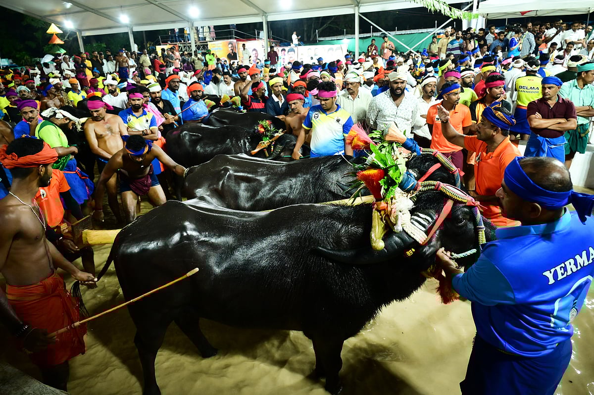 Bengaluru Kambala | ಬೆಂಗಳೂರಿನಲ್ಲಿ ಕೋಣಗಳ ಮಿಂಚಿನ ಓಟ