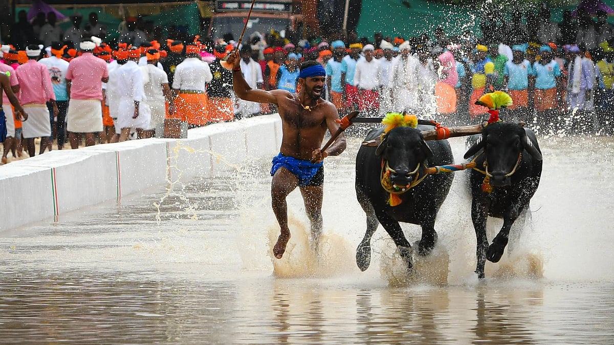 Bengaluru Kambala | ಮಲೆಕುಡಿಯ ಜನಾಂಗದ ಕೋಣ ಜೋಡಿ ಭಾಗಿ
