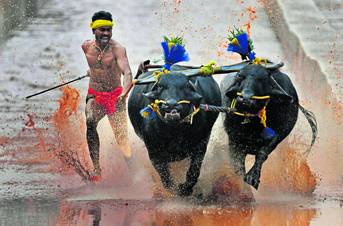 ಆಳ-ಅಗಲ | ಕರಾವಳಿ ಕಂಬಳದ ಸೀಮೋಲ್ಲಂಘನ