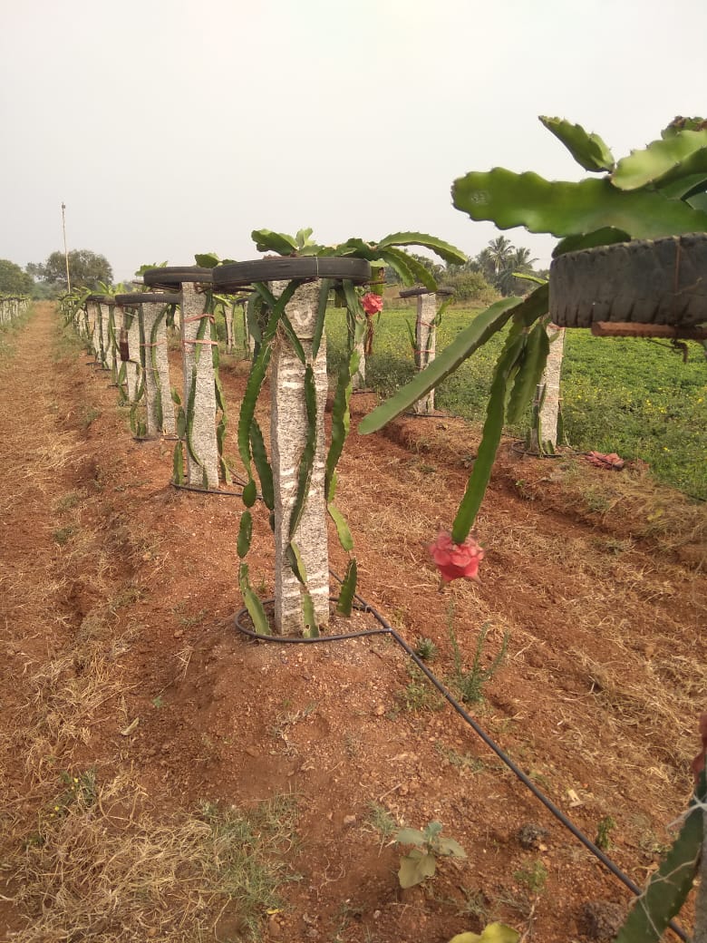 ಡ್ರ್ಯಾಗನ್ ಹಣ್ಣಿನ ಬೆಳೆ
