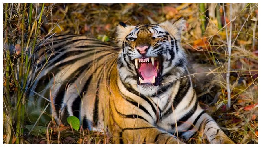 5 ವರ್ಷಗಳಲ್ಲಿ ಹುಲಿ ದಾಳಿಯಿಂದ 302 ಜನರು ಸಾವು: ಮಹಾರಾಷ್ಟ್ರದಲ್ಲಿ ಅತ್ಯಧಿಕ