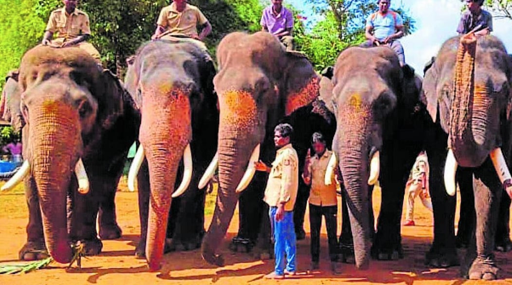 Elephant Arjuna | ಕ್ಯಾಪ್ಟನ್‌ ಇಲ್ಲದೇ ಮರಳಿದ ಸಾಕಾನೆ ತಂಡ