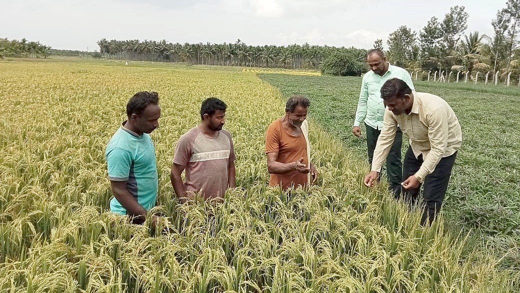 ಮಧುಮೇಹಿಗಳಿಗಾಗಿಯೇ ಹೊಸ ತಳಿ ಅಕ್ಕಿ! ರಾಜ್ಯದಲ್ಲಿ ಇದೇ ಮೊದಲ ಬಾರಿಗೆ ಪ್ರಯೋಗ
