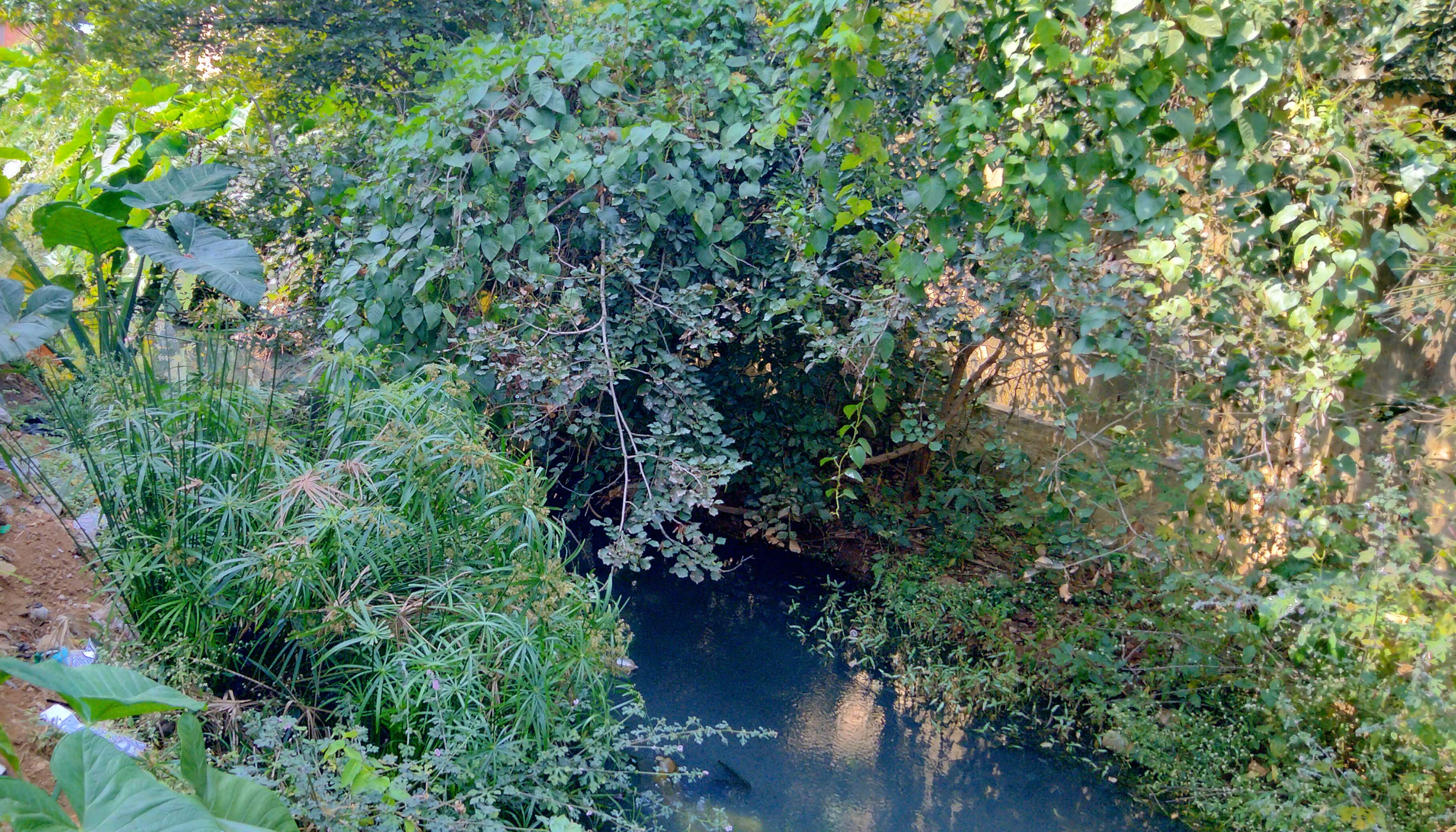 ಕಾಲುವೆಯಲ್ಲಿ ಕೊಳಚೆ ನೀರು