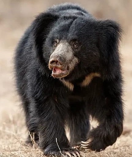 ಖಾನಾಪುರ | ಕರಡಿ ದಾಳಿ: ವ್ಯಕ್ತಿಗೆ ಗಾಯ