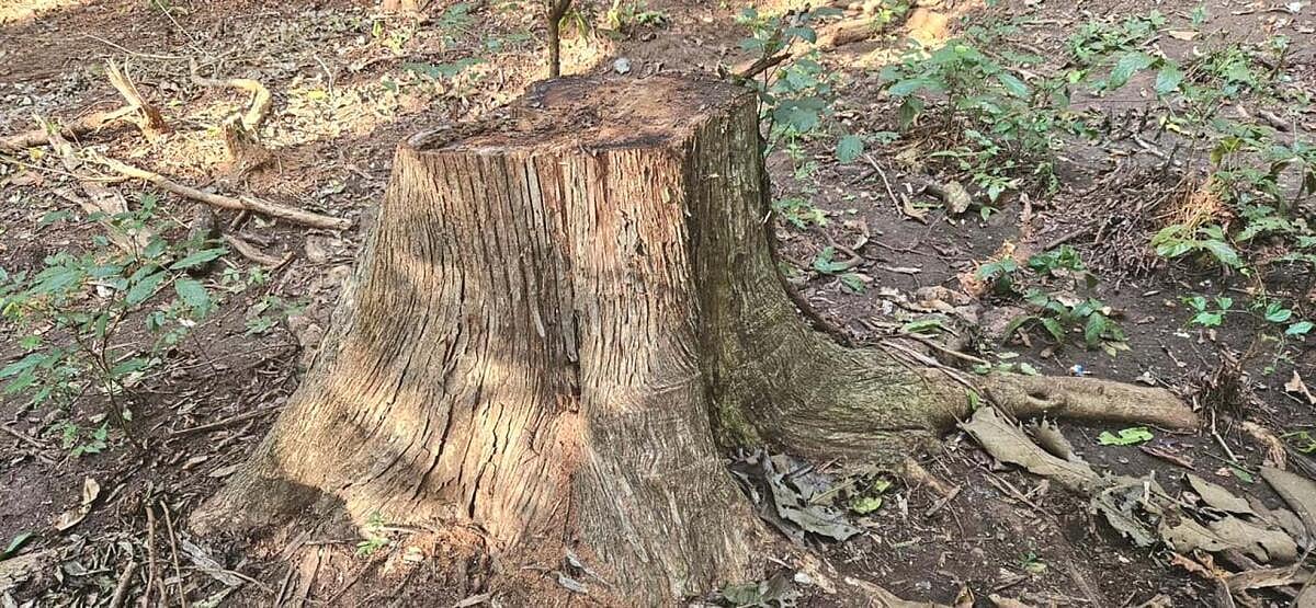 ಮನವಿಗಿಂತಲೂ ಹೆಚ್ಚಿನ ಮರ ಕಡಿಯಲು ಆದೇಶ!